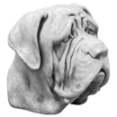 buste chien mastiff