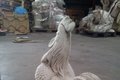Statue Coq Français