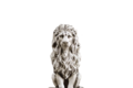 STATUE LION REGARD DROIT