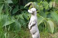 statue Suricate Oara et son petit endormi.
