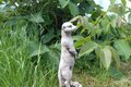 statue Suricate Oara et son petit endormi.