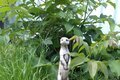 statue Suricate Oara et son petit endormi.