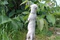 statue Suricate Oara et son petit endormi.