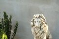 Statue Lion Grand modèle