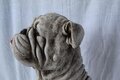  Statue bouledogue en pierre