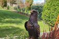 Statue aigle royal sur rocher  en couleur
