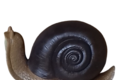 statue  petit escargot en couleur