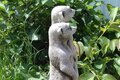 Statue Suricate en famille
