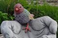  Mangeoire à oiseaux en pierre
