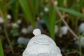 Statue Tortue