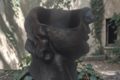  vaseTête d'homme 39 cm