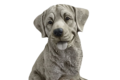 Statue chien labrador