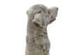 Statue chien labrador