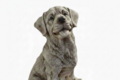 Statue chien labrador