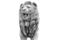 Lion debout regard à droite
