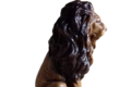 STATUE LION REGARD DROIT PEINT